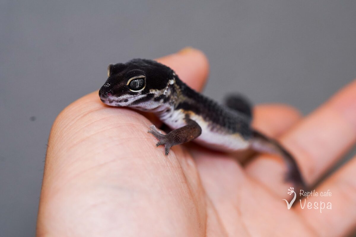 レオパードゲッコー　ブラックナイト♂