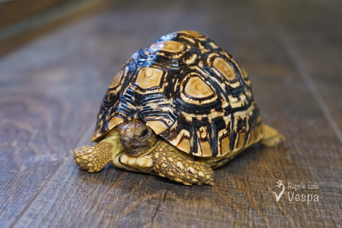 バブコックヒョウモンガメ