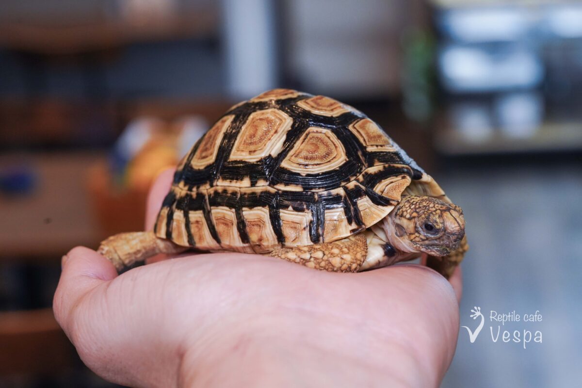 ザンビアヒョウモンガメ