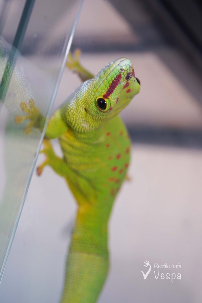 グランディスヒルヤモリWC ペア