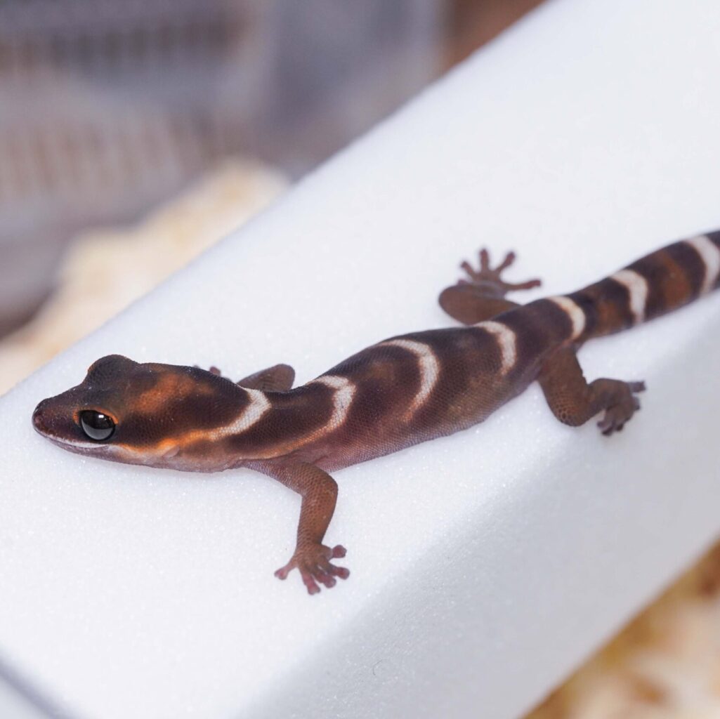 ハスオビビロードヤモリ