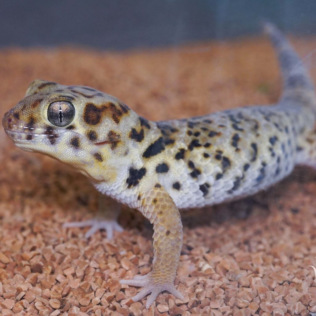 ロボロフスキースキンクヤモリ