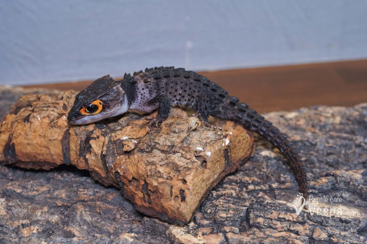 アカメカブトトカゲ♀