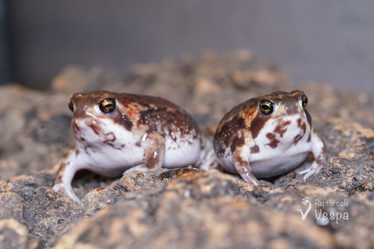 アメフクラガエル