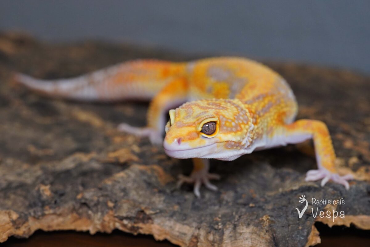 レオパードゲッコー　タンジェリンレインウォーター♀