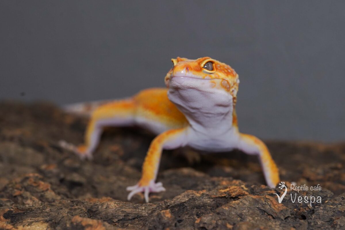 レオパードゲッコー　タンジェリンレインウォーター♂