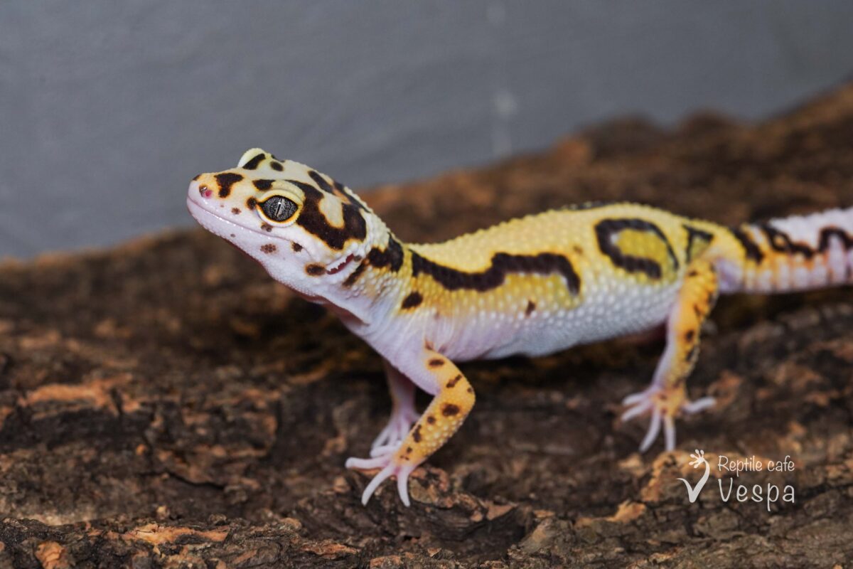 レオパードゲッコー　ボールドストライプ