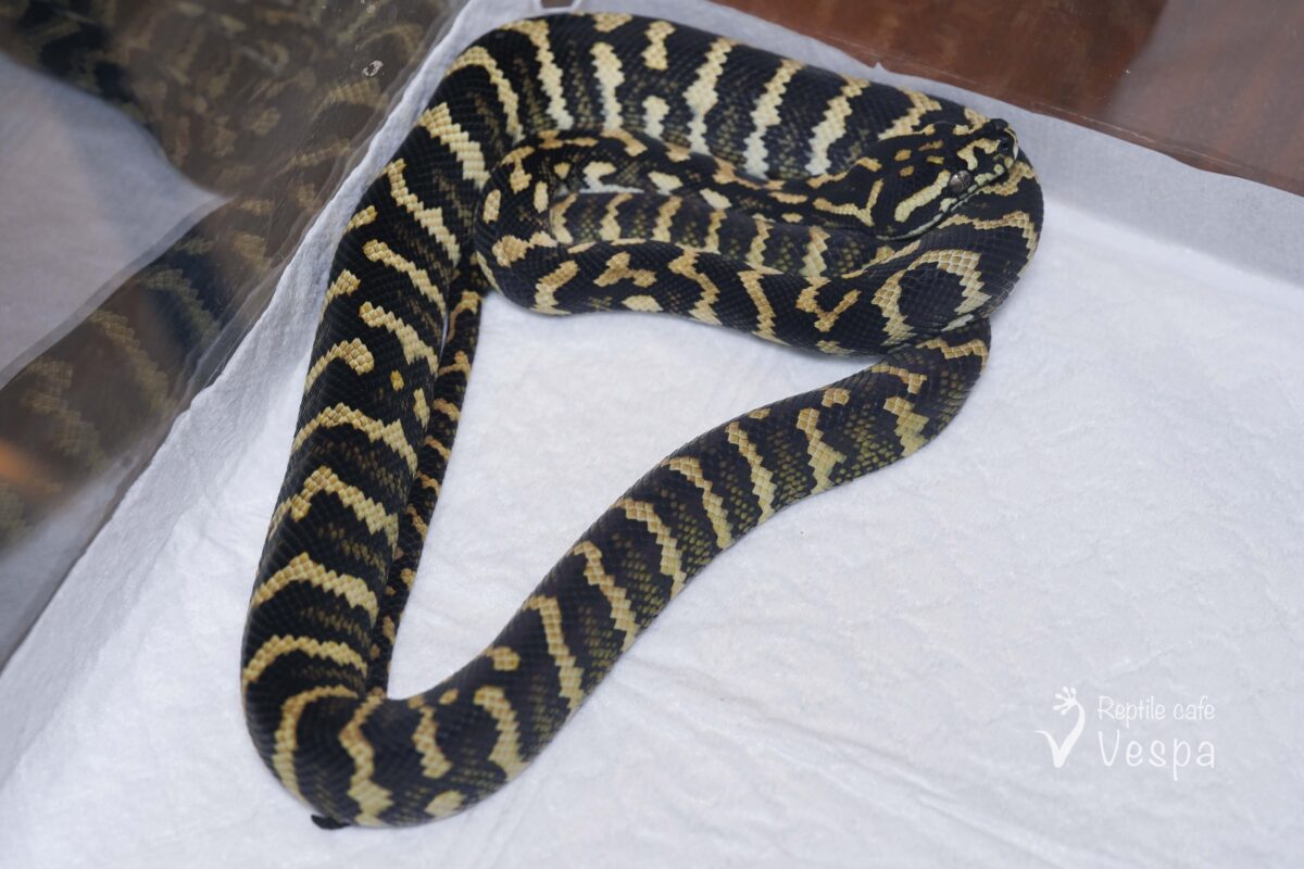 ジャングルカーペットパイソン♀