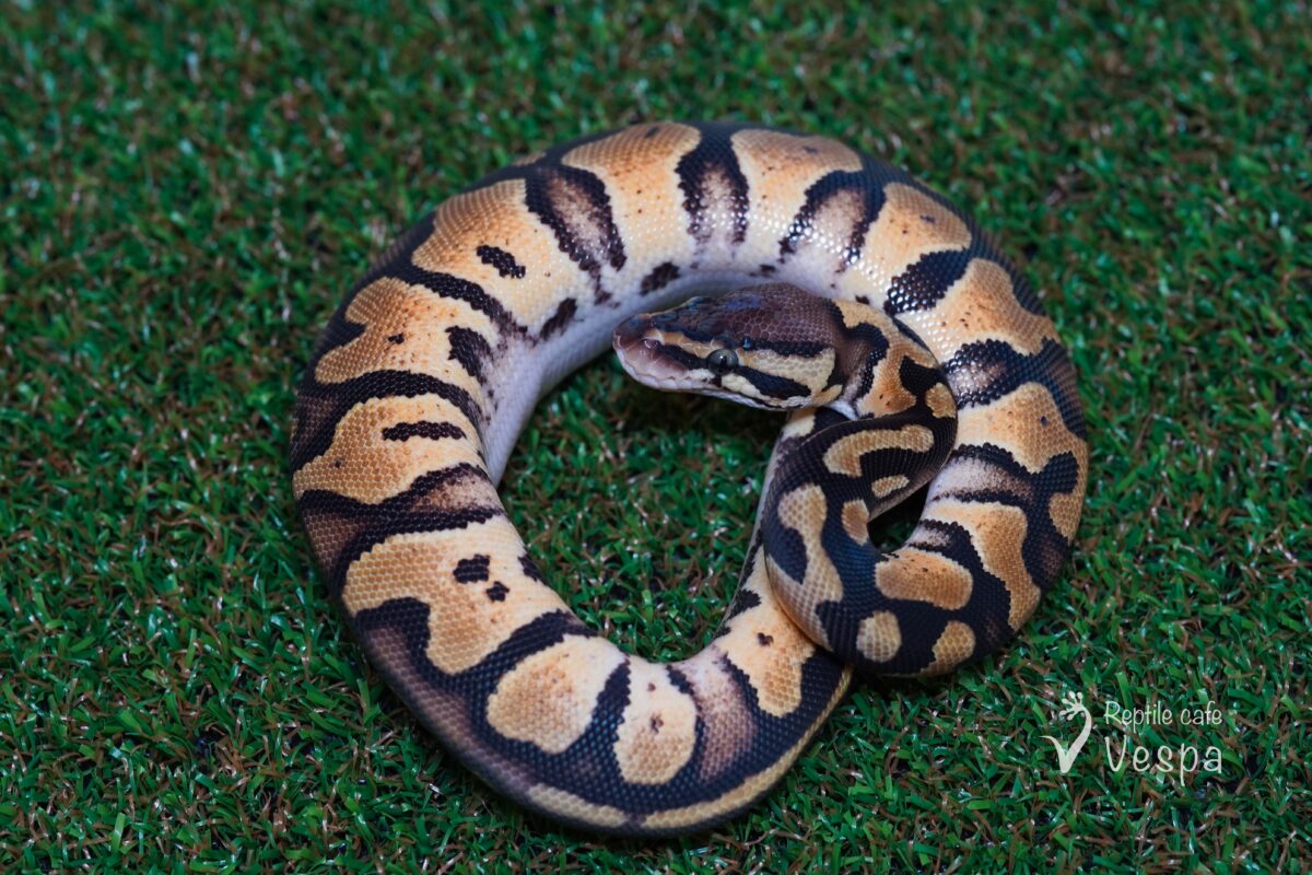 ボールパイソン　パステル het パイ 66% het アルビノ♀