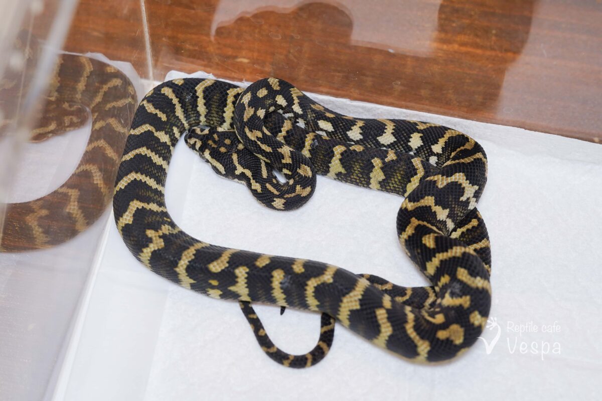 ジャングルカーペットパイソン♀