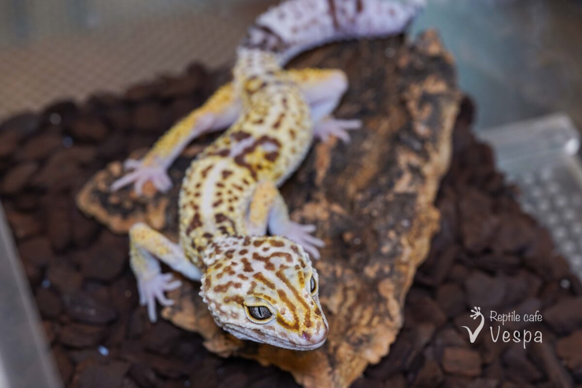 オバケトカゲモドキ　ケルマンシャー♂