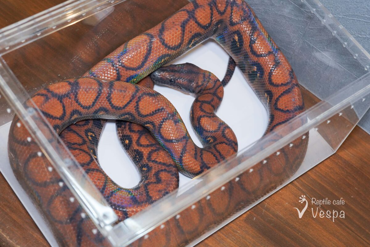 ブラジルレインボーボア♂