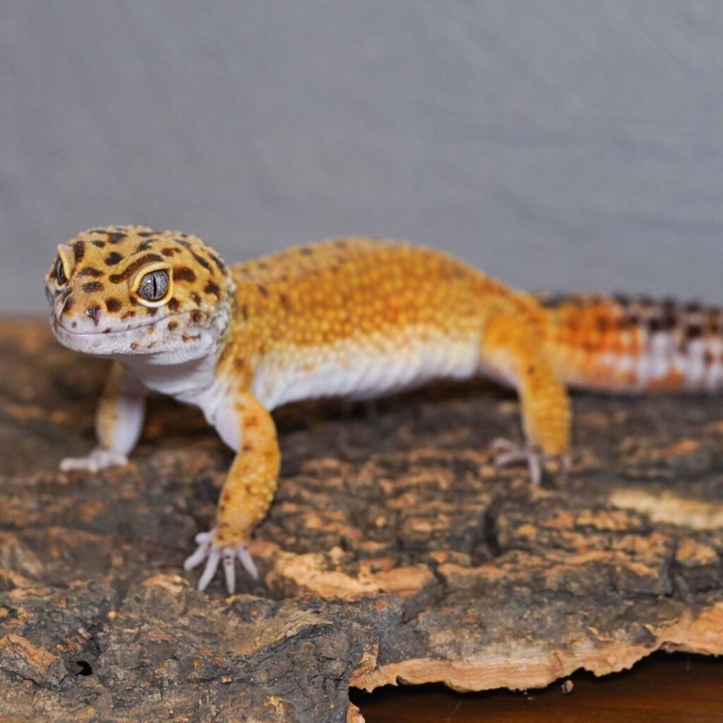 レオパードゲッコー　ゴジラスーパージャイアント（タンジェリン）♂