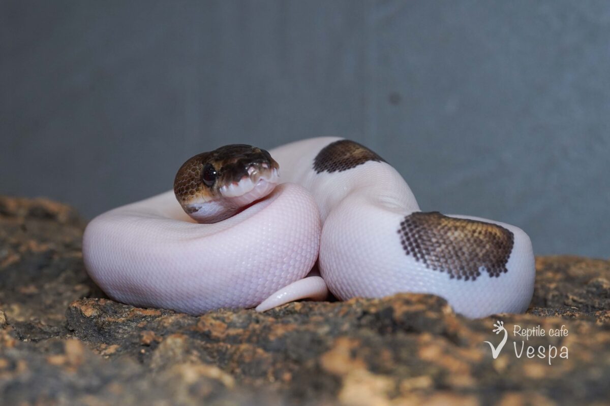 ボールパイソン　ピューターパイ♂