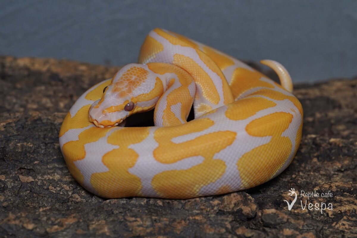 ボールパイソン　ラベンダー het クラウンパイ♂