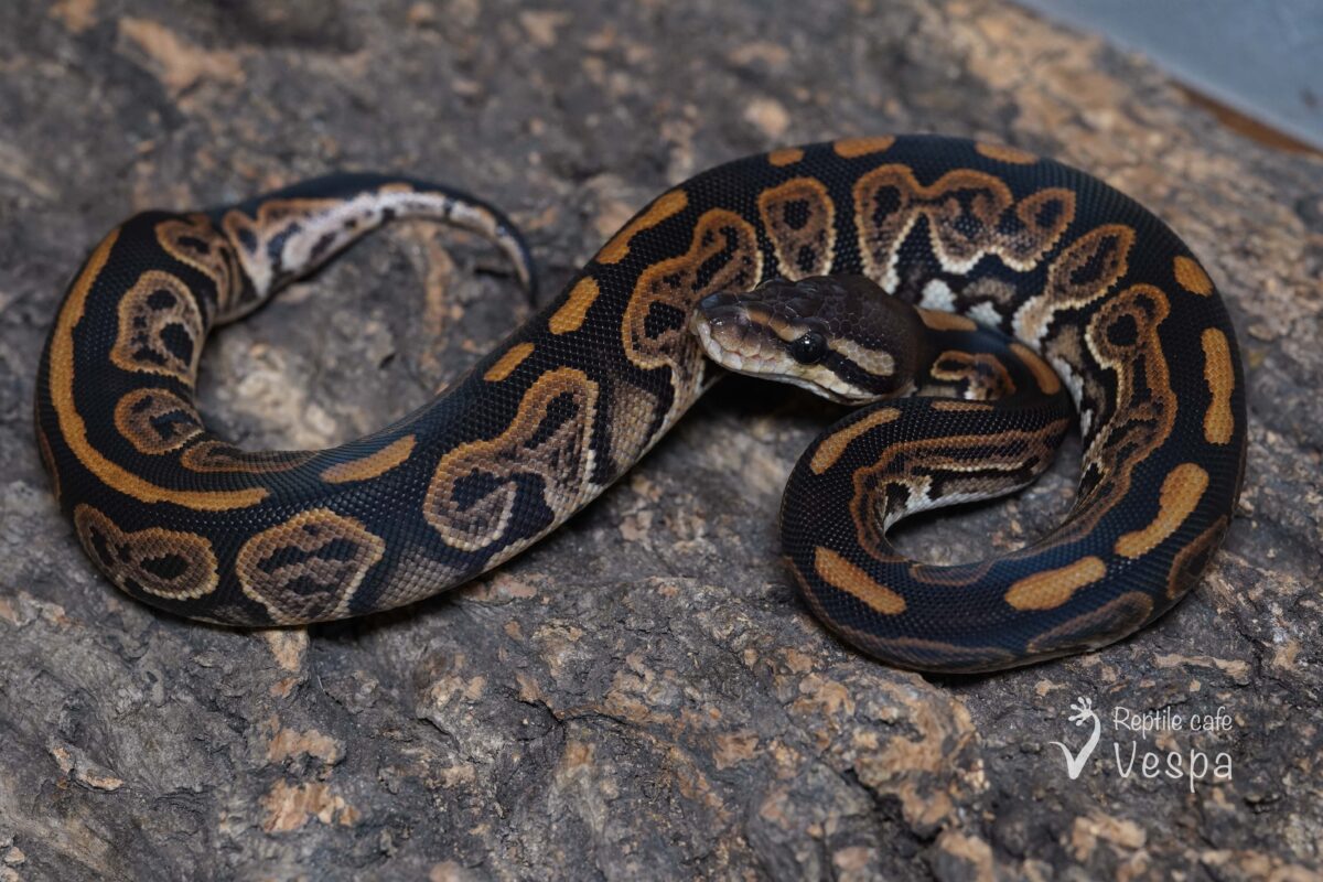 ボールパイソン　ブラックパステルhet ラベンダー♀