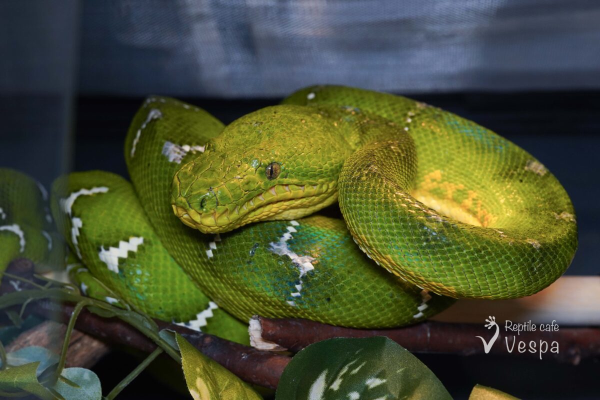 エメラルドツリーボア♂