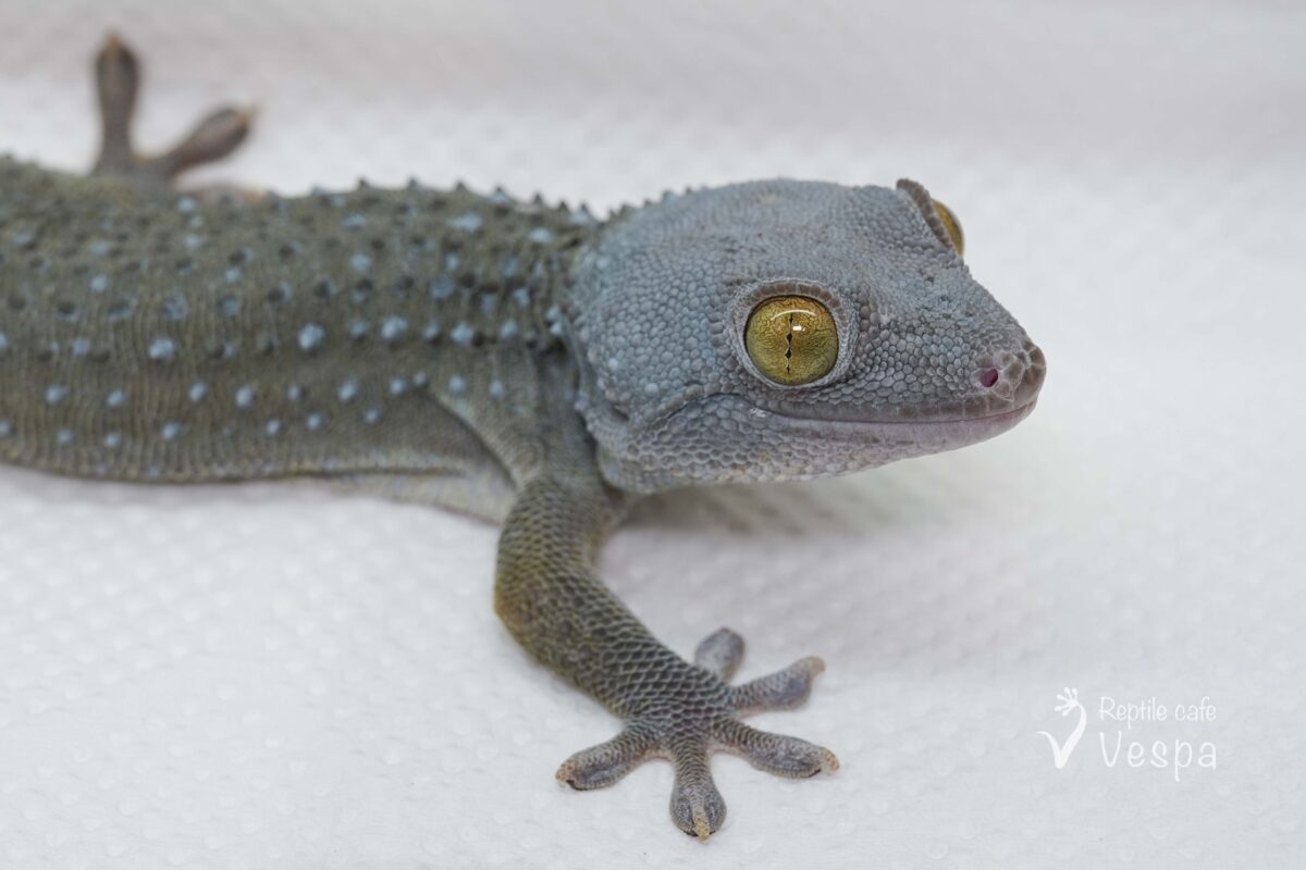 トッケイヤモリ　ブルーパターンレス♂