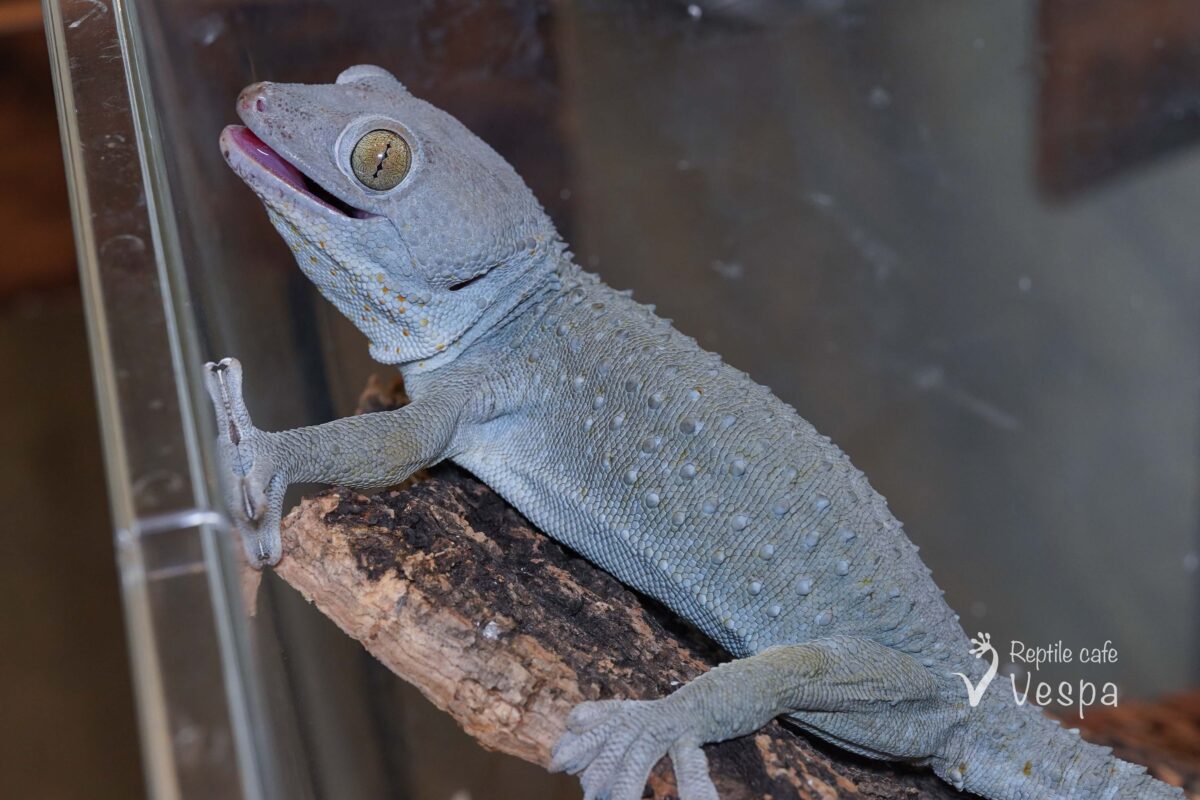 トッケイヤモリ　パウダーブルーペア