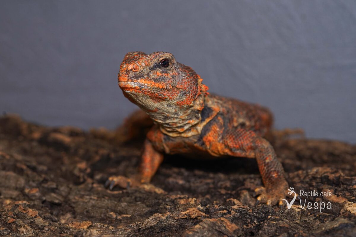 ゲイリートゲオアガマ　レッド