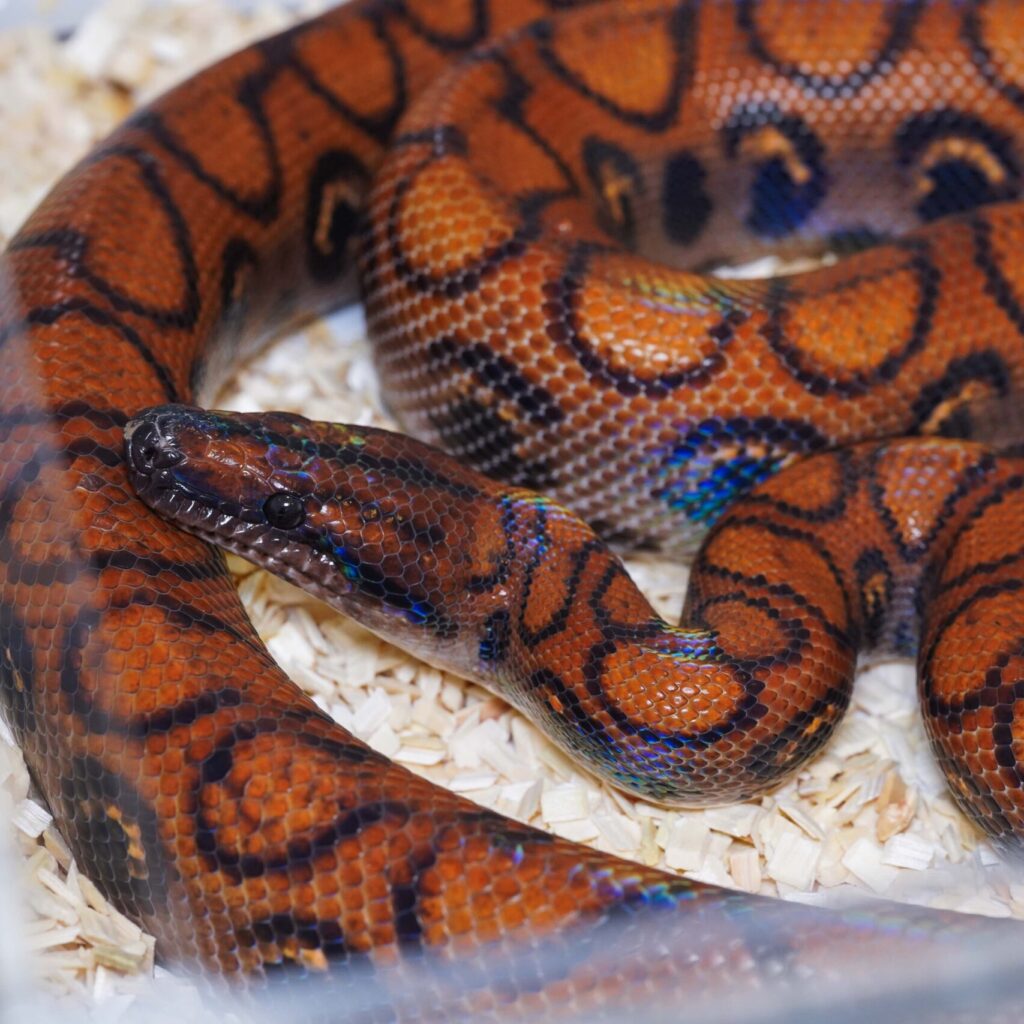 ブラジルレインボーボア♂