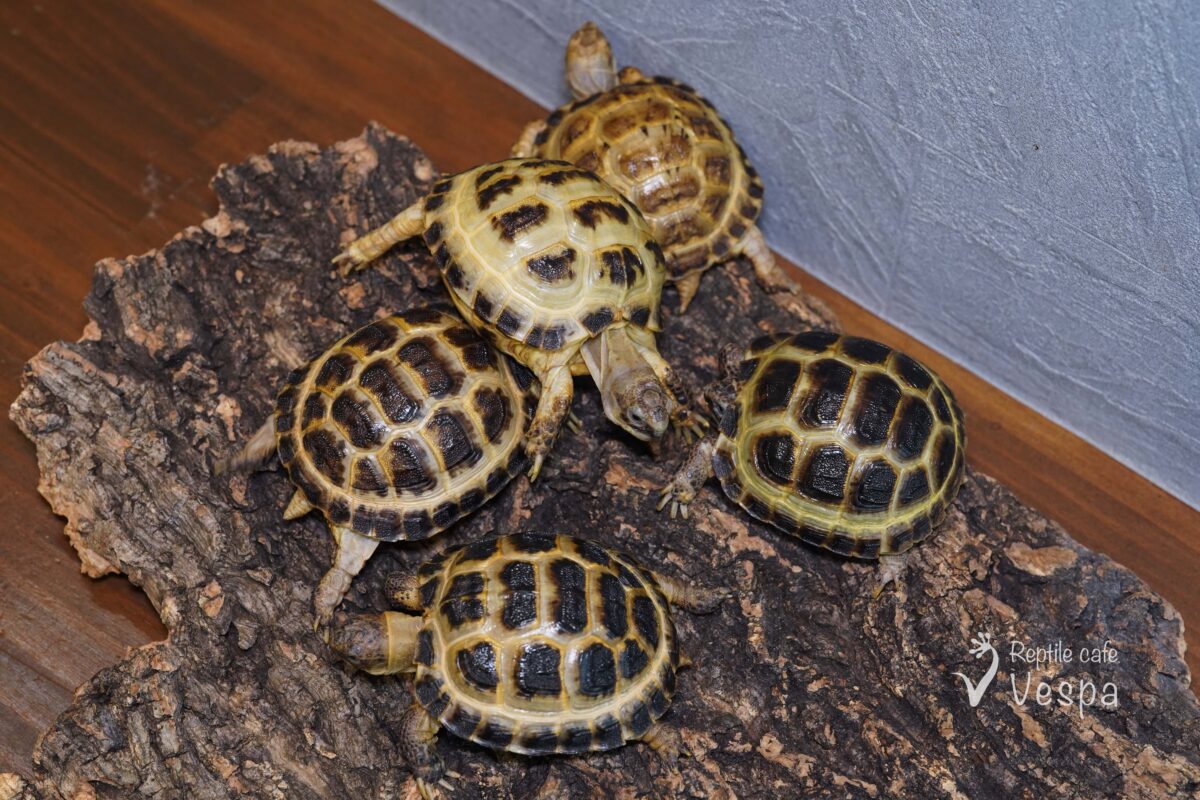 ロシアリクガメ