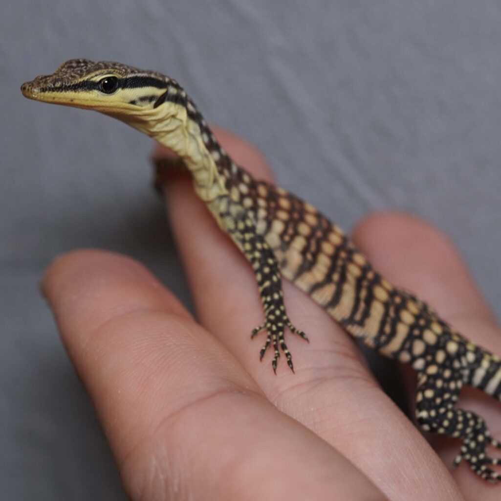 キンバリーロックモニター