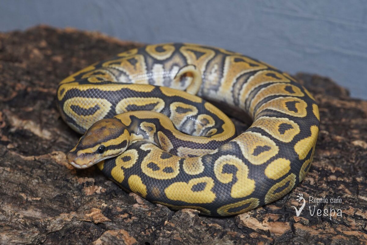 ボールパイソン　ゴースト het クラウン♂