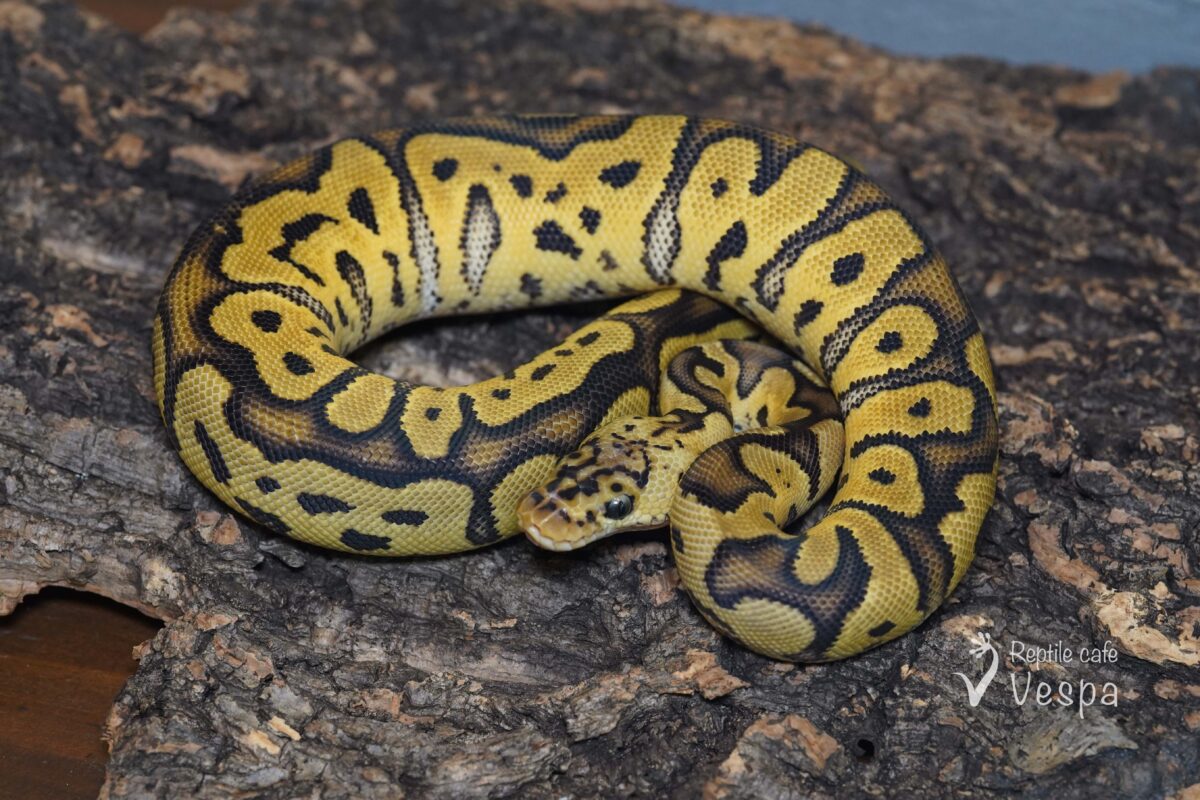 ボールパイソン　パステルクラウン het ゴースト♀