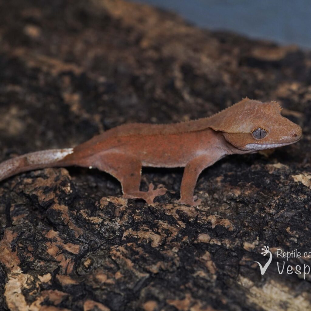 クレステッドゲッコー　バイカラーレッド