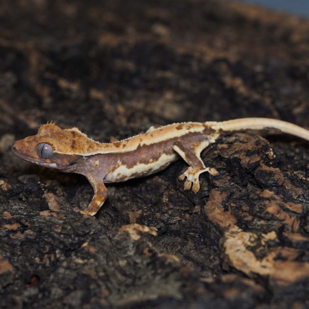 クレステッドゲッコー　リリーホワイト①