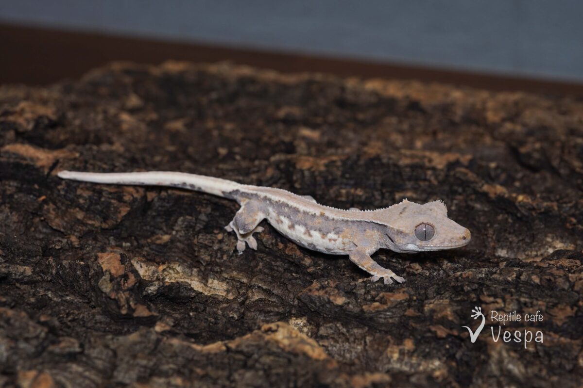 クレステッドゲッコー　リリーホワイト②