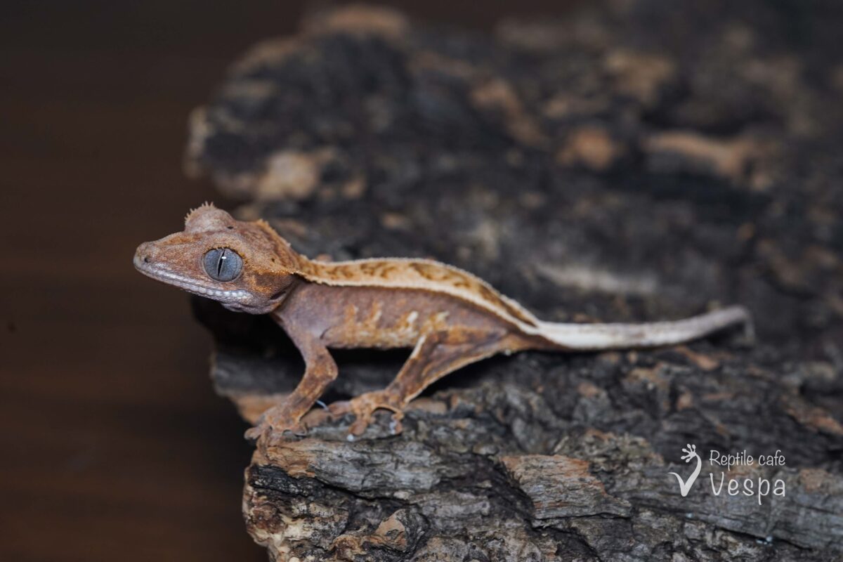 クレステッドゲッコー②