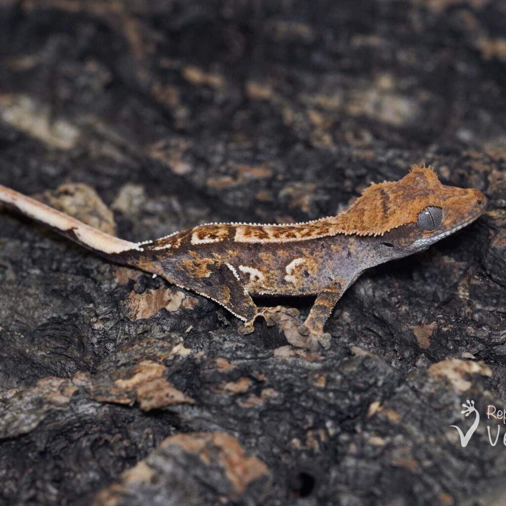 クレステッドゲッコー③