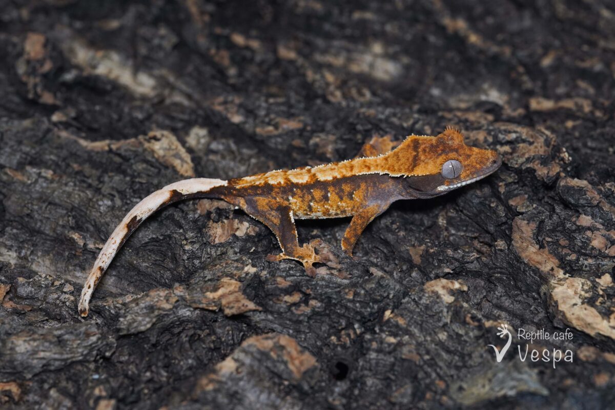 クレステッドゲッコー④