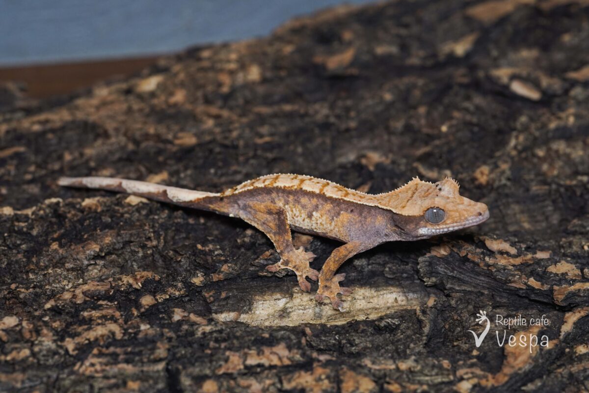 クレステッドゲッコー⑤