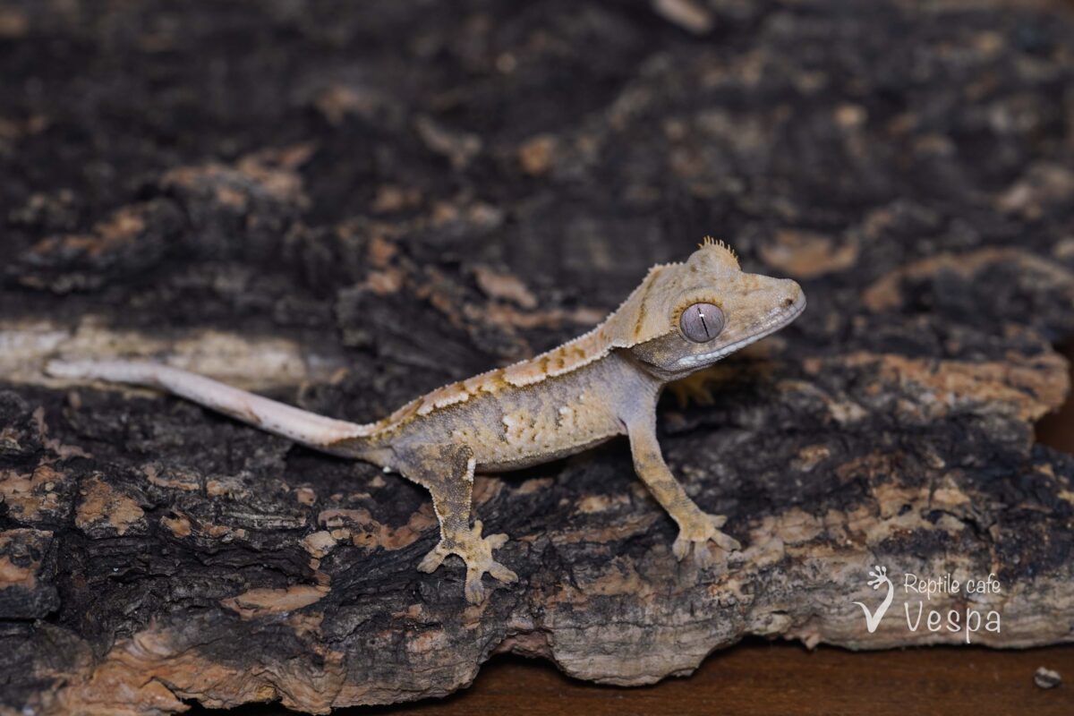 クレステッドゲッコー⑥