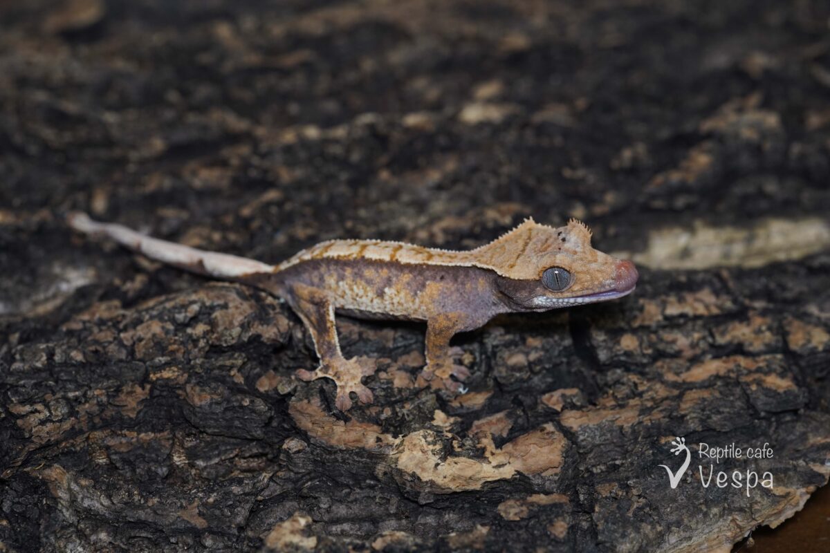 クレステッドゲッコー⑦