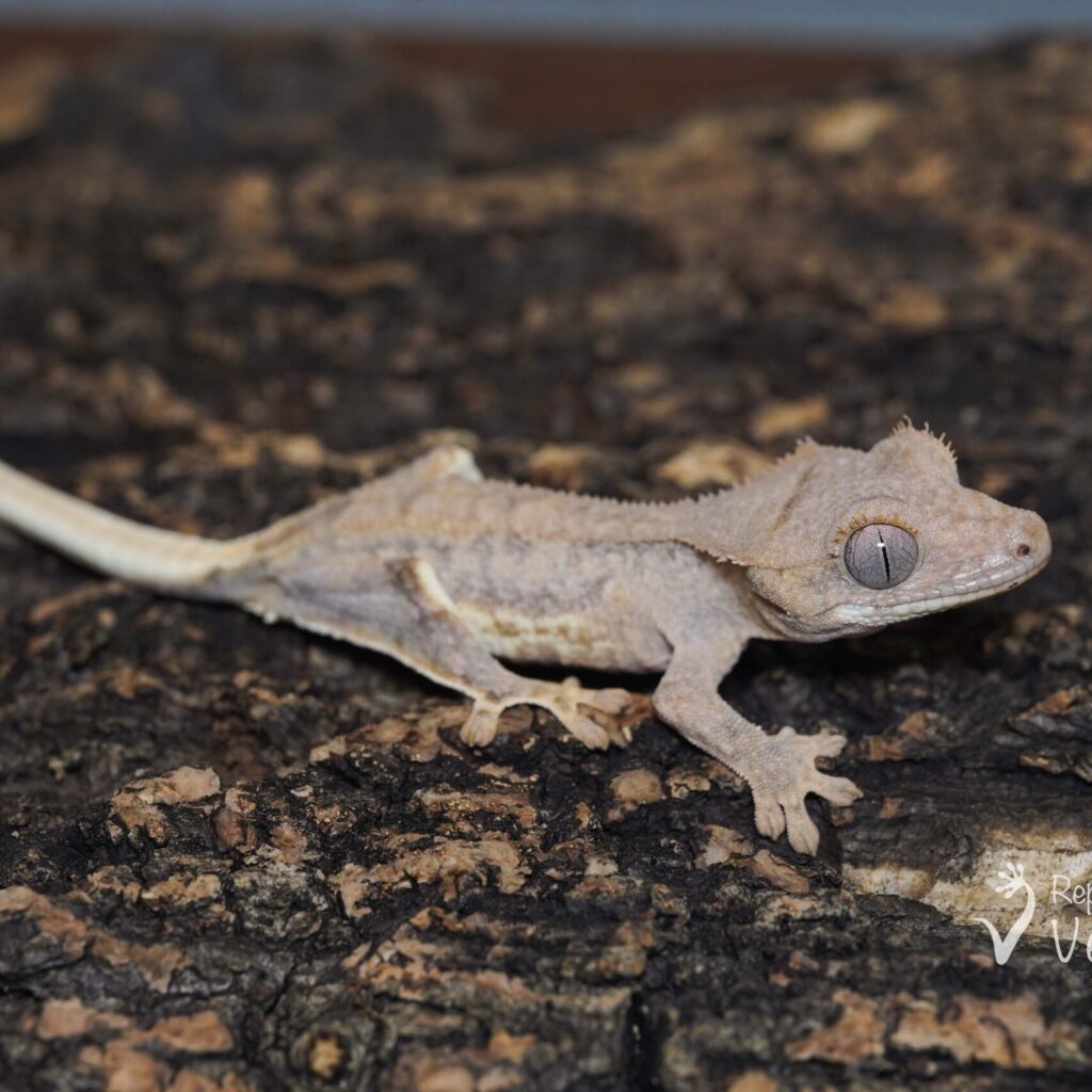 クレステッドゲッコー　リリーホワイト③