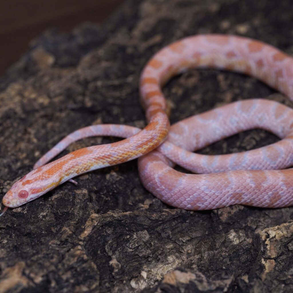 コーンスネーク　スノー