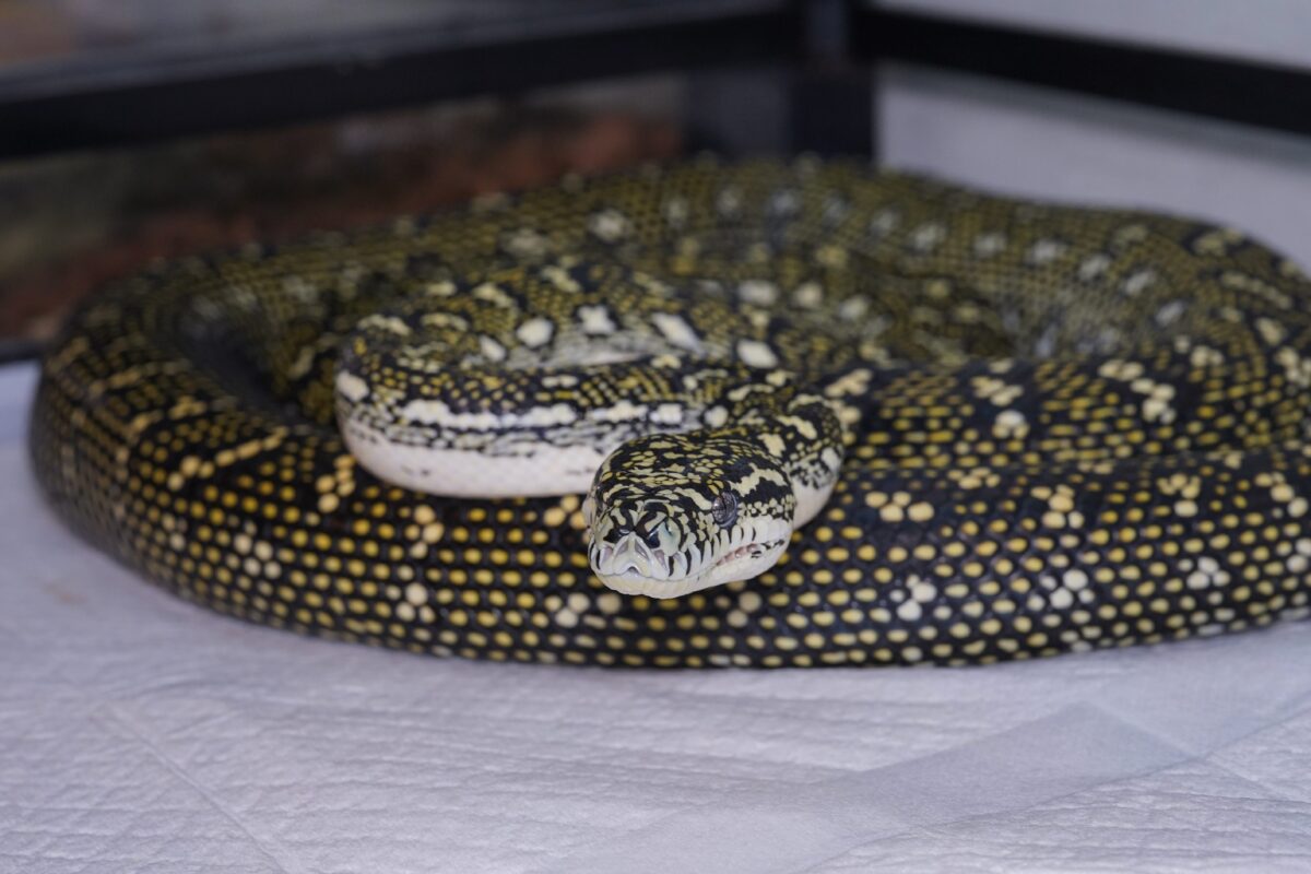 ダイヤモンドパイソン♀