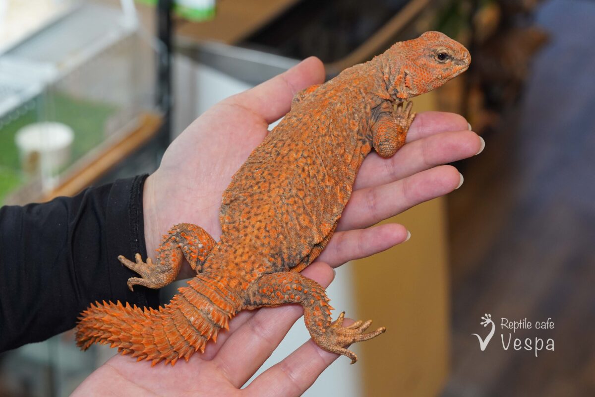 ゲイリートゲオアガマ　レッド