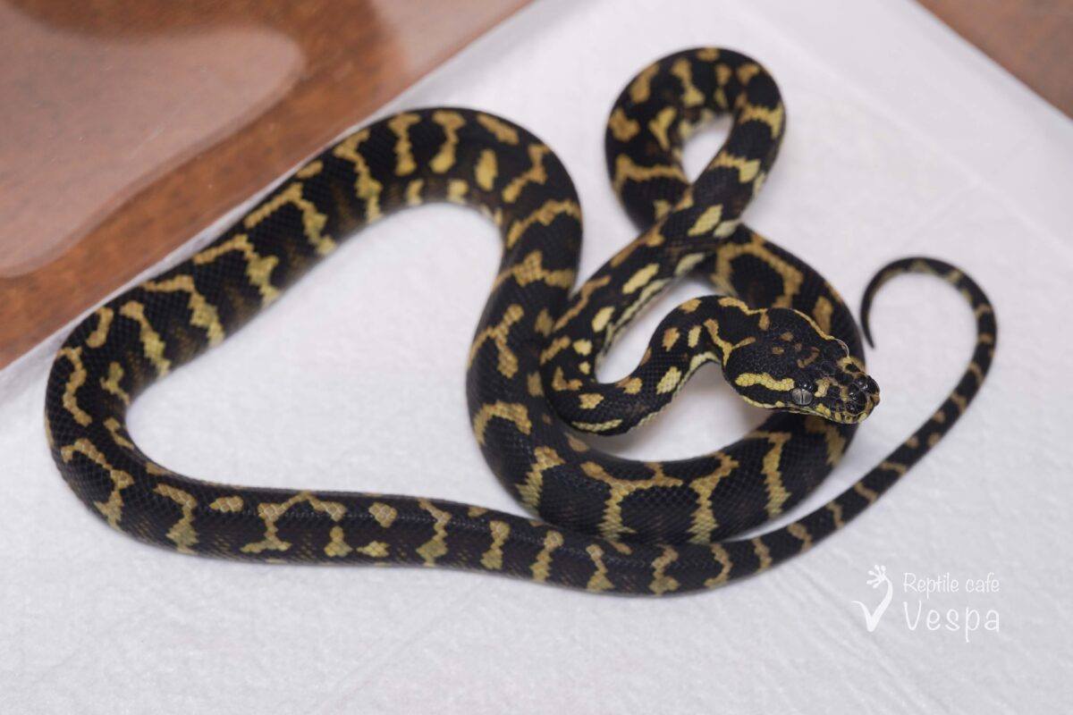 ジャングルカーペットパイソン♀