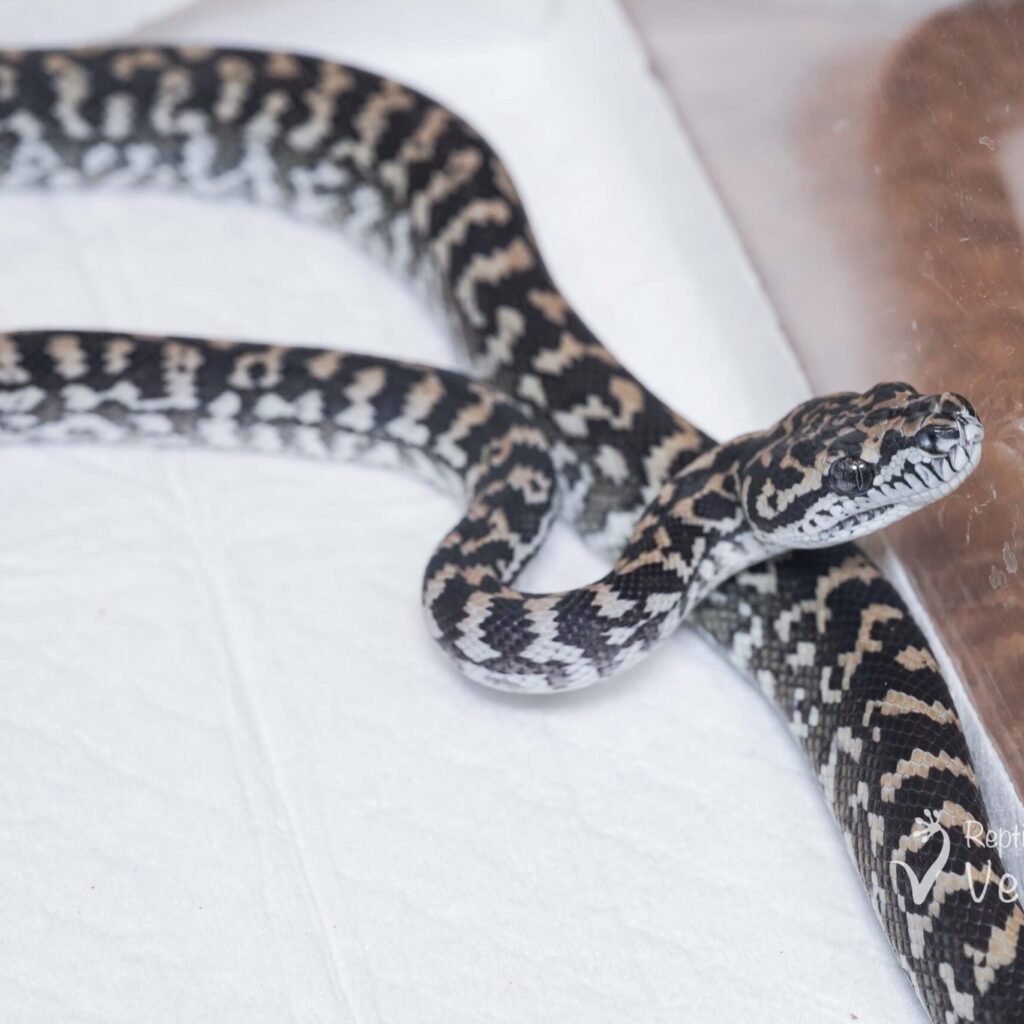 カーペットパイソン　アザンゼブラ♀