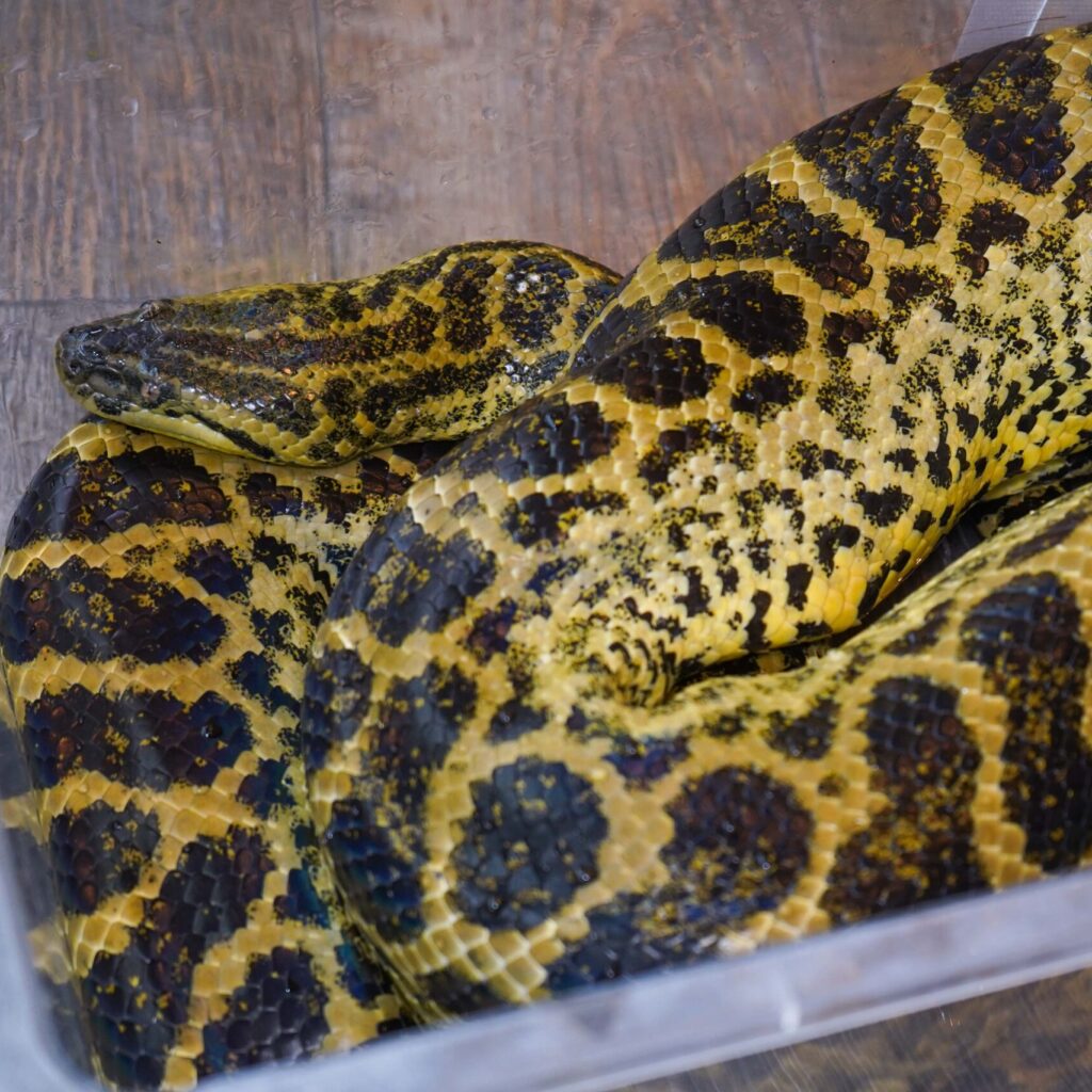 イエローアナコンダ