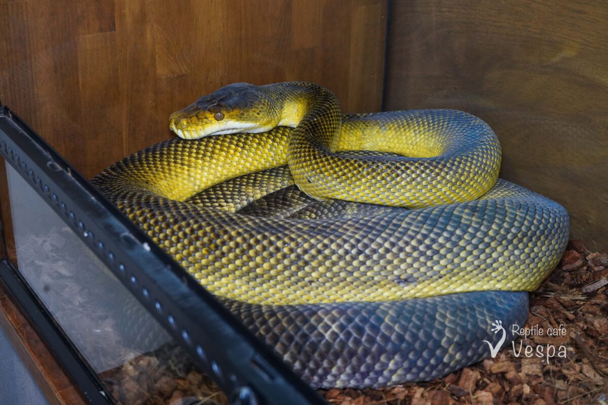 モルカンパイソン　フルアダルト♂