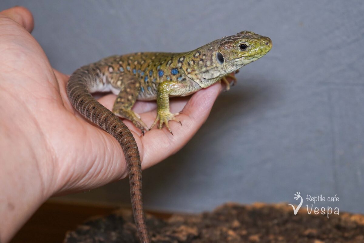 ヒメホウセキカナヘビ