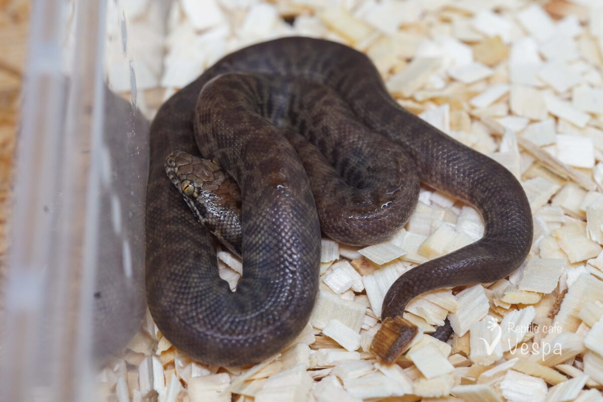 チルドレンパイソン♂