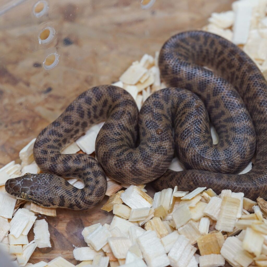 チルドレンパイソン♀