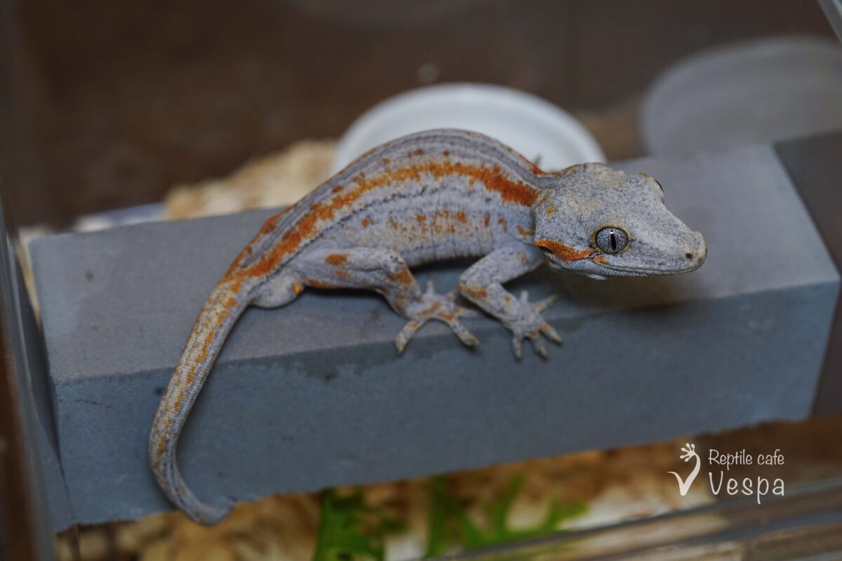 ガーゴイルゲッコー　オレンジストライプ♂